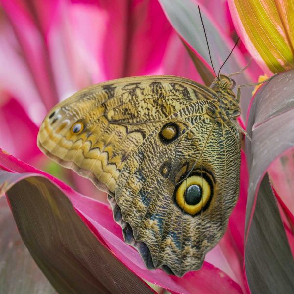 Washington State, Seattle Owl butterfly